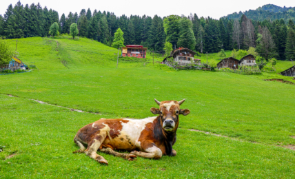 Rize Ayder Plateau © Go Türkiye