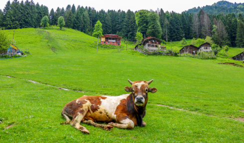 Rize Ayder Plateau © Go Türkiye