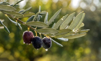 Zeytin Hasadı © Go Türkiye