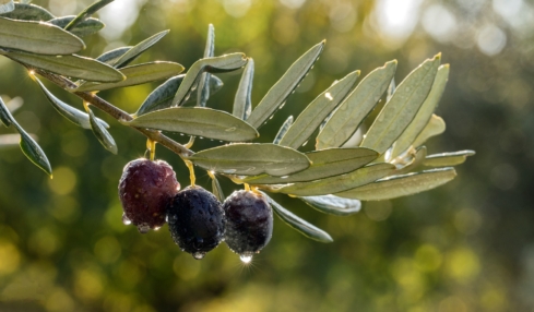 Zeytin Hasadı © Go Türkiye