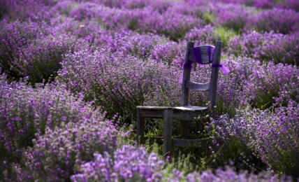 Lavendelfeld © Go Türkiye