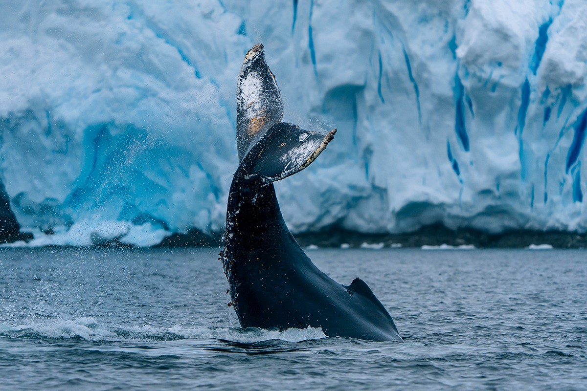 In der Antarktis sind oft Wale in der Wilhelmina Bay anzutreffen. 