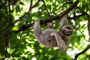 Ein Faultier in Costa Rica