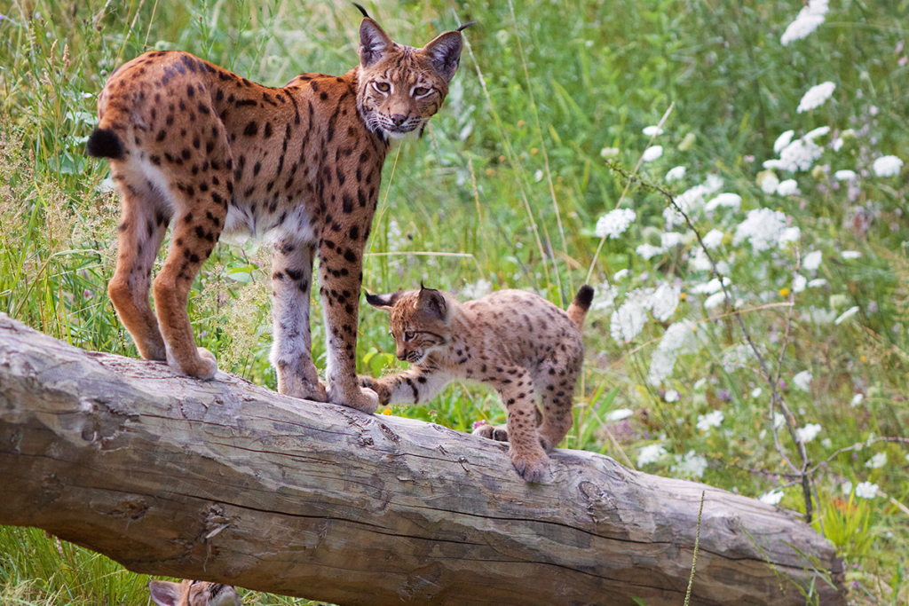Der Luchs gehört nicht nur im Frühling zu den Parkbewohnern.