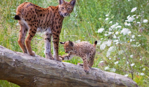 Der Luchs gehört nicht nur im Frühling zu den Parkbewohnern.