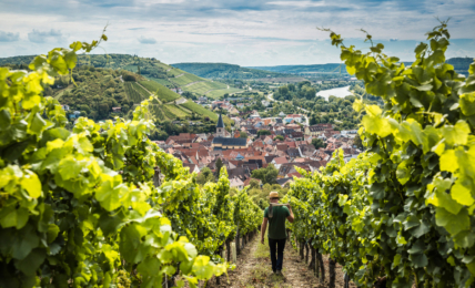 Das Weingut Schenk in Bayern.