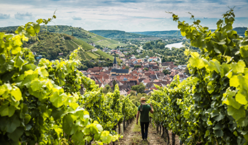 Das Weingut Schenk in Bayern.