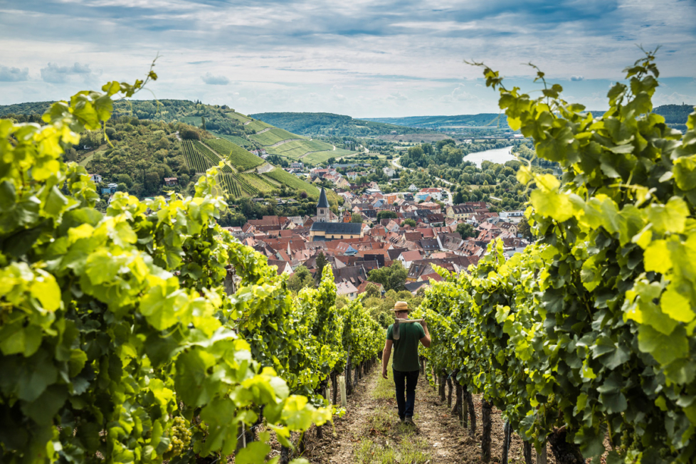 Das Weingut Schenk in Bayern.