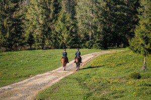 Hoch zu Ross geht es durch die Jurahügel im Kanton Jura