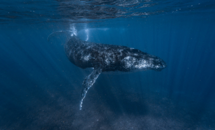 Tauchen in Westaustralien