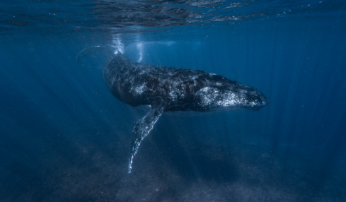 Tauchen in Westaustralien