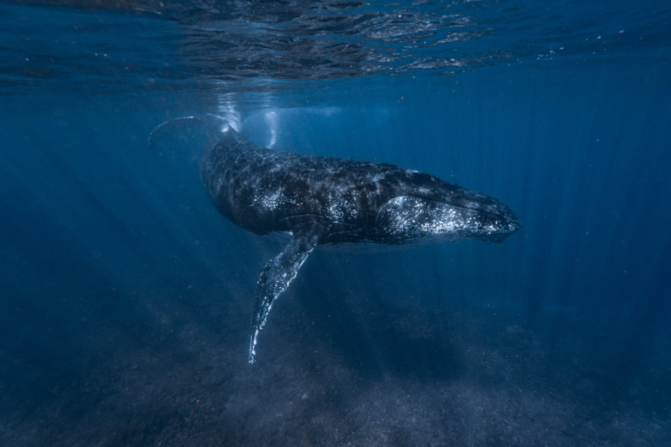 Tauchen in Westaustralien